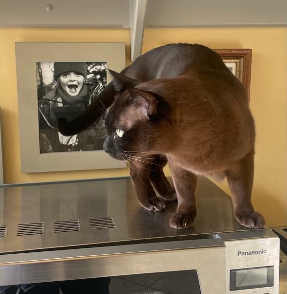 Show me your best kitten toys please!