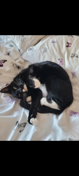 Black and white cats. (pics please!)