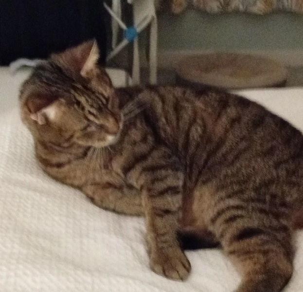 Ring Out, Wild Bells! As 2025 approaches, the Excellent Cats raise their game with a discussion on Tennyson's poetry