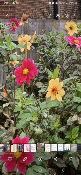 Plant identification