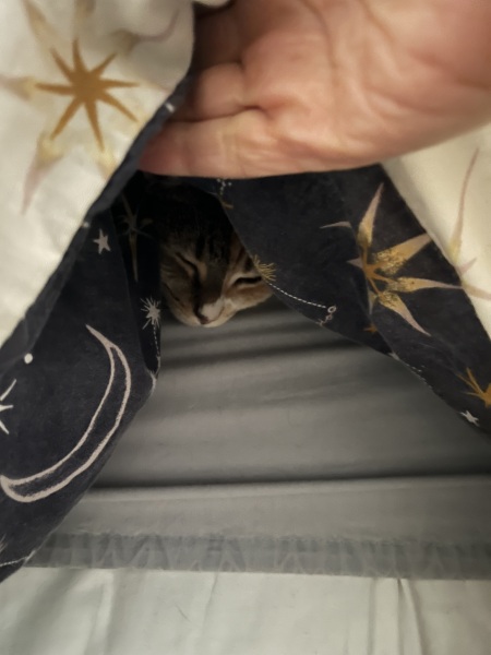 Ring Out, Wild Bells! As 2025 approaches, the Excellent Cats raise their game with a discussion on Tennyson's poetry