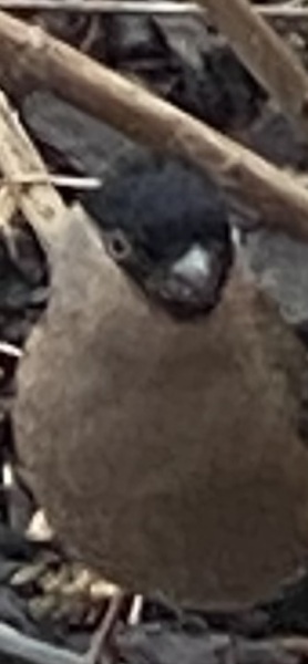 What is this bird?