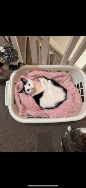 Black and white cats. (pics please!)