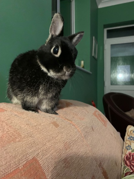 Cinema Screening for Dogs