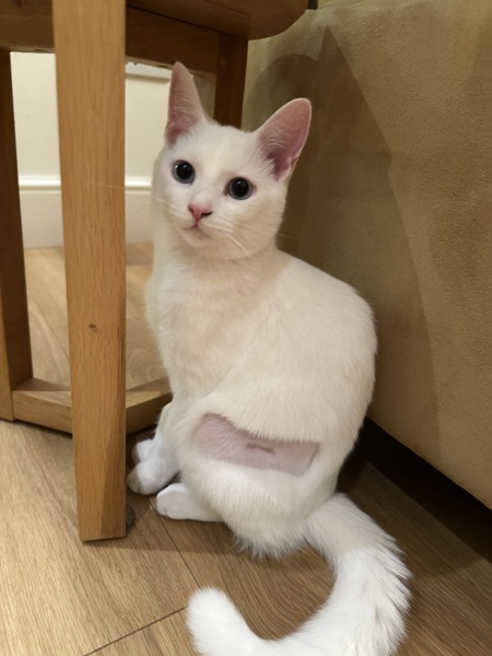 Ring Out, Wild Bells! As 2025 approaches, the Excellent Cats raise their game with a discussion on Tennyson's poetry