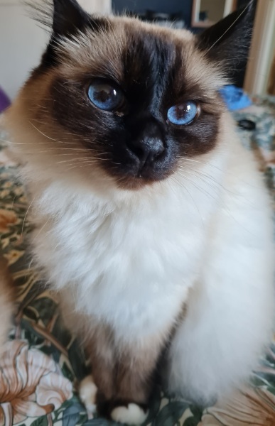 At the end of my tether with my cat