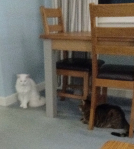 Ring Out, Wild Bells! As 2025 approaches, the Excellent Cats raise their game with a discussion on Tennyson's poetry