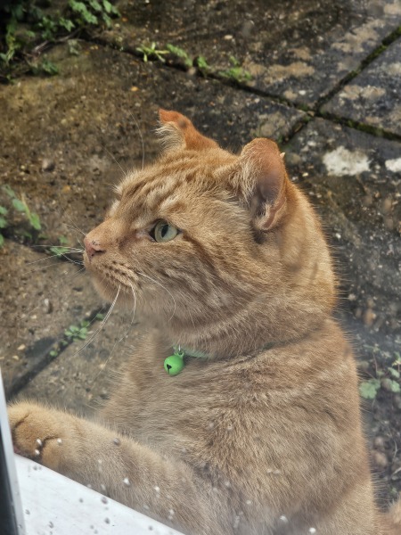 Ring Out, Wild Bells! As 2025 approaches, the Excellent Cats raise their game with a discussion on Tennyson's poetry