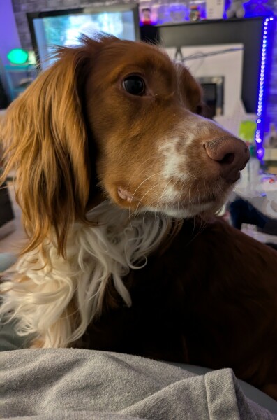 Adolescent Dog Survival Thread - Bark the Herald, furry angels sing!
