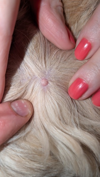 Any vets or dog experts can tell me what this spot is?