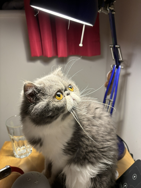 To ask me to show me your cat