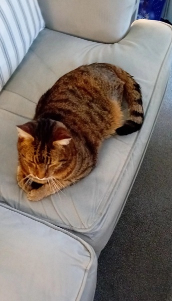 Lap dances, strippers and punch-ups - the Excellent Cats arrange a stag party