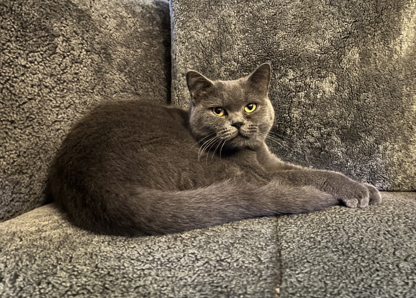 Could a male cat sense that my indoor female cat is in heat and just Tahoe up at my house/garden?