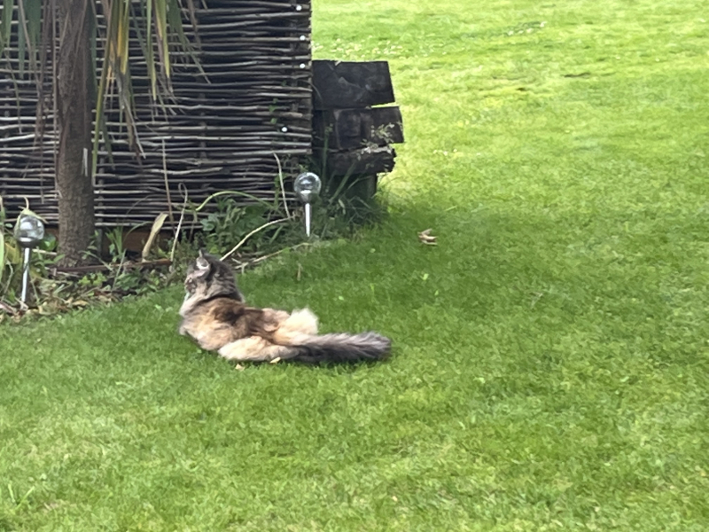 To ask me to show me your cat