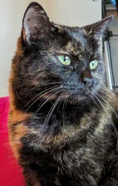 What kind of litter to use for a cat who needs to be kept in before surgery?