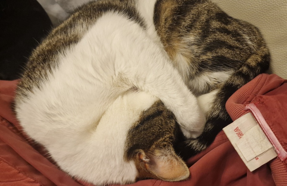 Thread 17: Starmer: Treading softly.