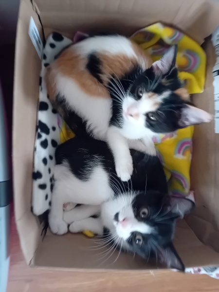 Black and white cats. (pics please!)