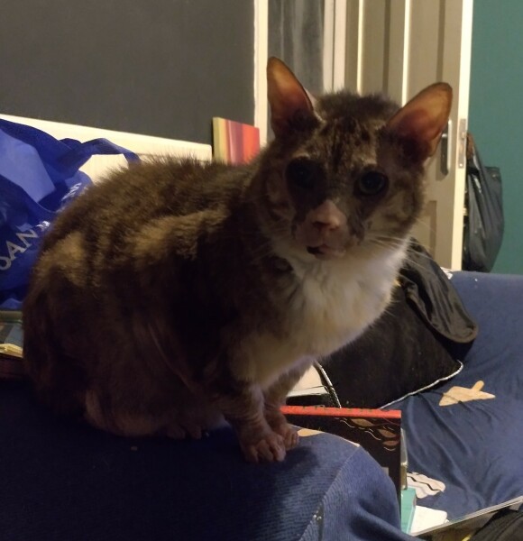 Ring Out, Wild Bells! As 2025 approaches, the Excellent Cats raise their game with a discussion on Tennyson's poetry