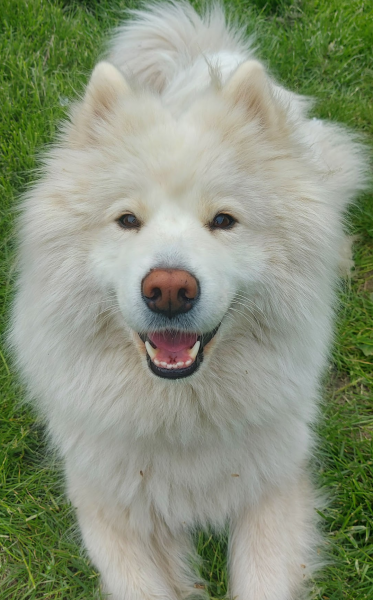 How to cope after losing your dog