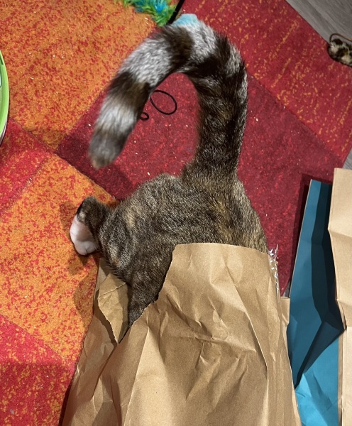 Ring Out, Wild Bells! As 2025 approaches, the Excellent Cats raise their game with a discussion on Tennyson's poetry