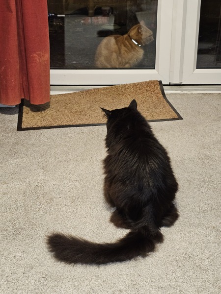 Ring Out, Wild Bells! As 2025 approaches, the Excellent Cats raise their game with a discussion on Tennyson's poetry