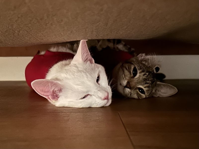 Ring Out, Wild Bells! As 2025 approaches, the Excellent Cats raise their game with a discussion on Tennyson's poetry