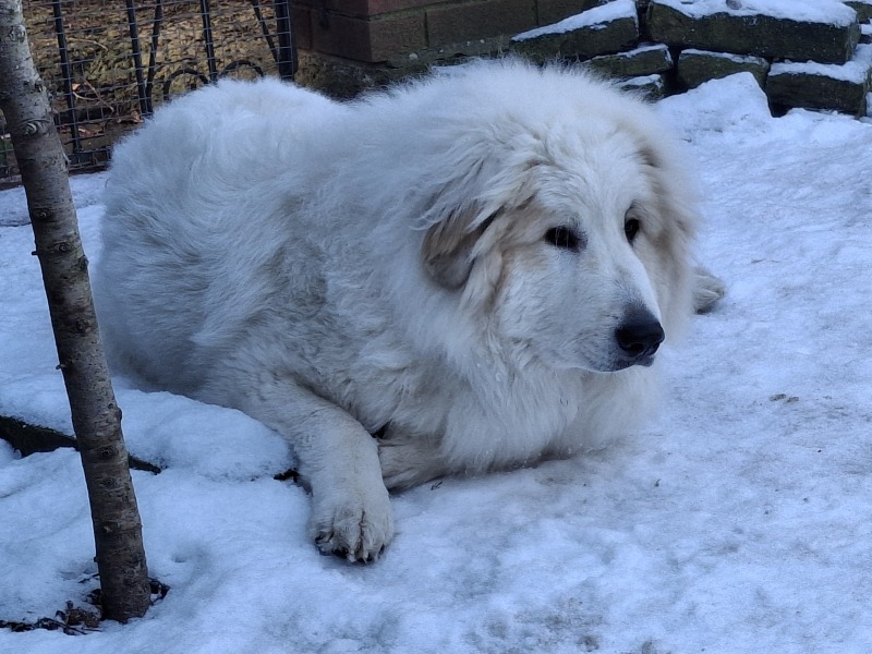Adolescent Dog Survival Thread - Bark the Herald, furry angels sing!