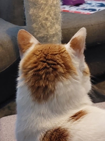 Thread 17: Starmer: Treading softly.