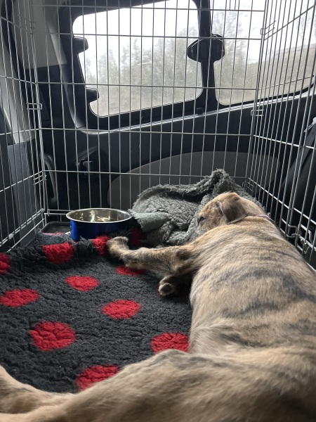 Name ideas!! For Wolfie number 3!
