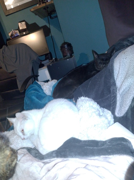 Ring Out, Wild Bells! As 2025 approaches, the Excellent Cats raise their game with a discussion on Tennyson's poetry