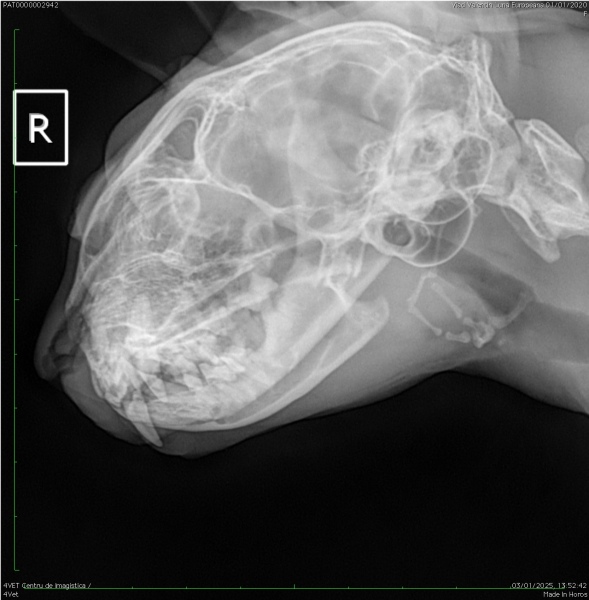 Cat teeth problem