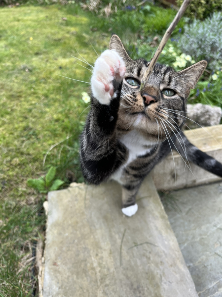 To ask me to show me your cat