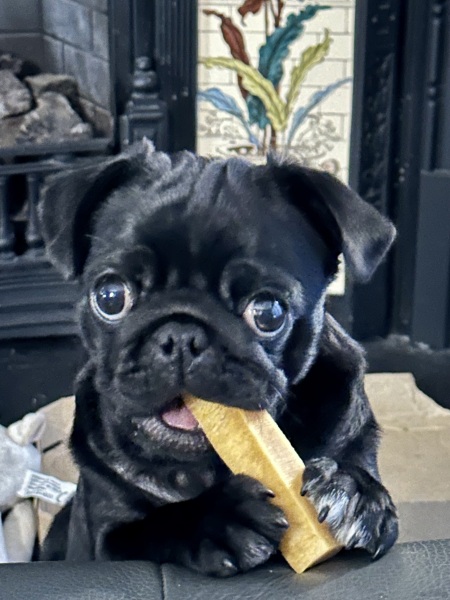 Puppy Overwhelm - AIBU in partially regretting getting one