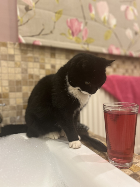 Rescue cats, show me yours!
