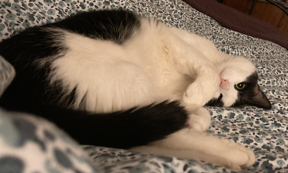 Black and white cats. (pics please!)
