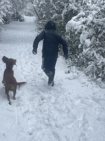 Adolescent Dog Survival Thread - Bark the Herald, furry angels sing!