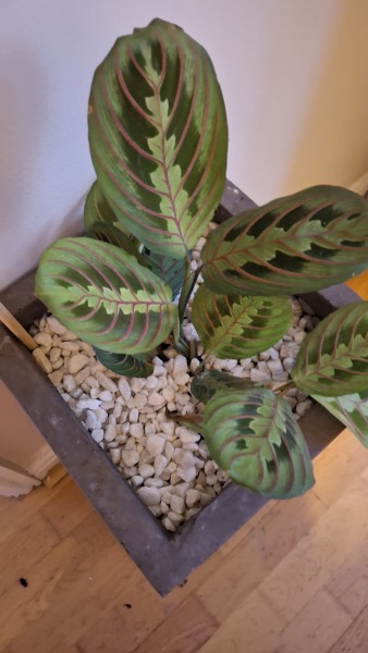 Thread 16 Starmer - Mad World