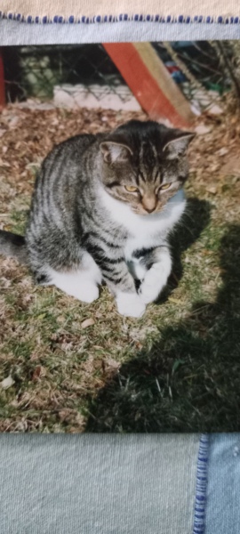 Ring Out, Wild Bells! As 2025 approaches, the Excellent Cats raise their game with a discussion on Tennyson's poetry