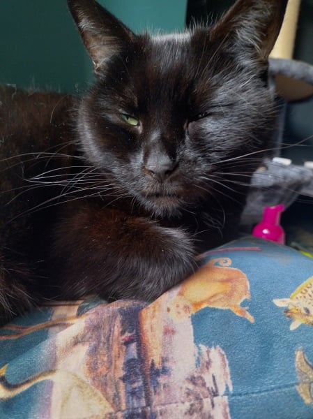 Lap dances, strippers and punch-ups - the Excellent Cats arrange a stag party