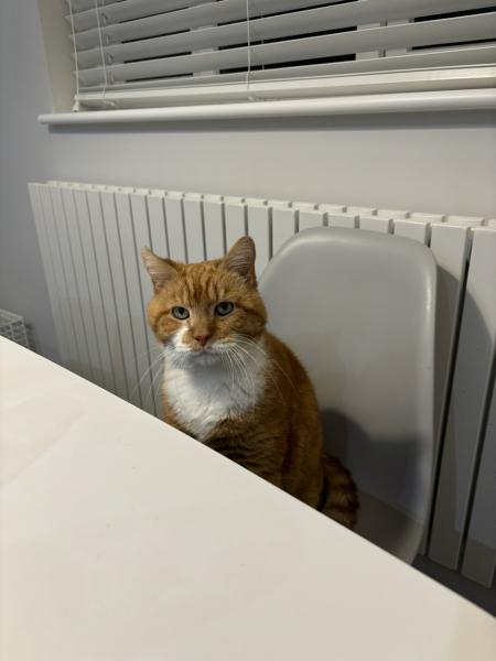 To ask me to show me your cat