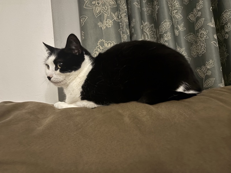 New cat-teething problems