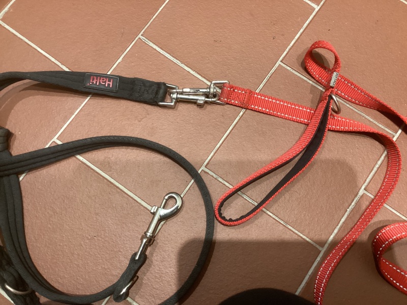 Adolescent Dog Survival Thread - get teenage licks right through the night!