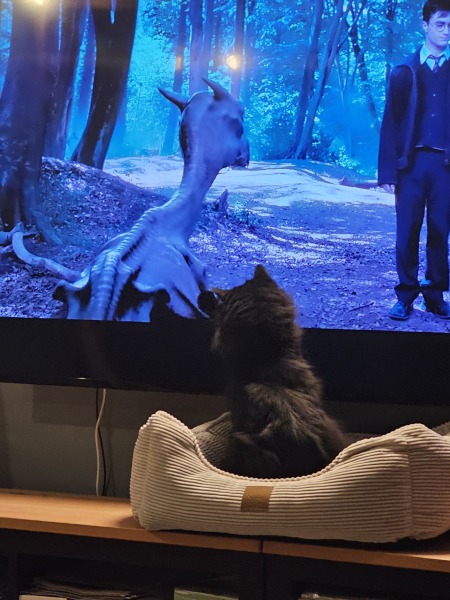 Ring Out, Wild Bells! As 2025 approaches, the Excellent Cats raise their game with a discussion on Tennyson's poetry