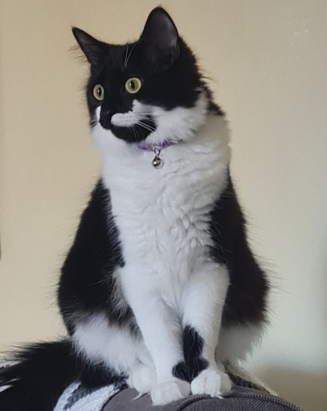 Black and white cats. (pics please!)