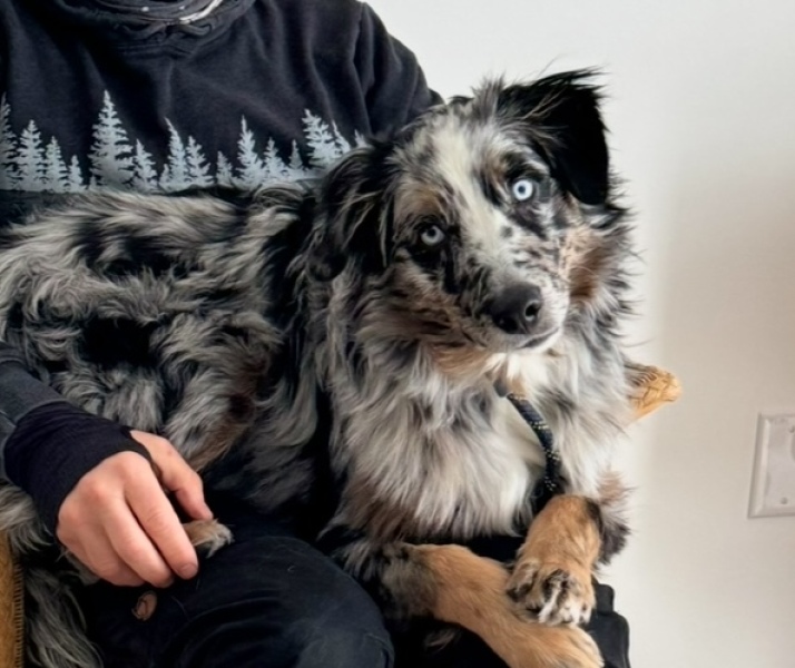 Adolescent Dog Survival Thread - Bark the Herald, furry angels sing!