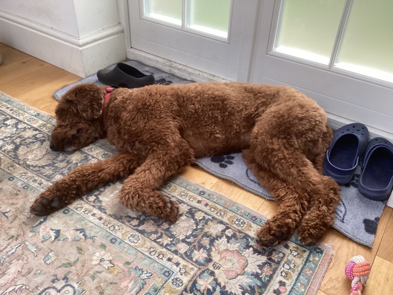 Adolescent Dog Survival Thread - Bark the Herald, furry angels sing!