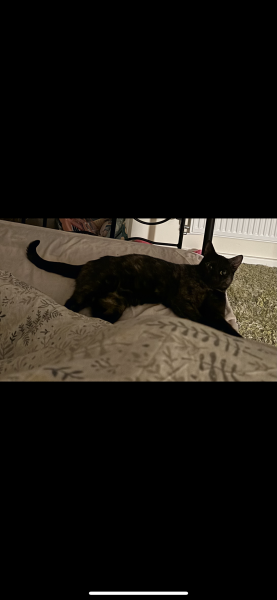 Struggling with new cat