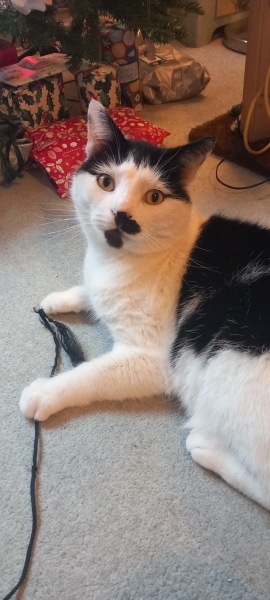 To ask me to show me your cat