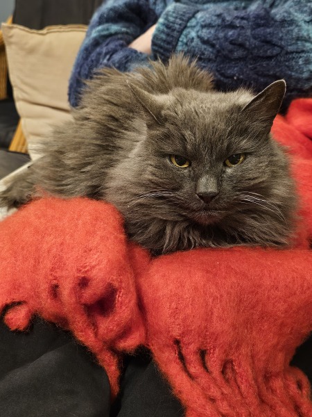 Thread 15 Starmer - Nolite te bastardes carborundorum