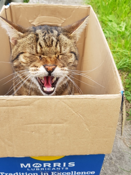 Ring Out, Wild Bells! As 2025 approaches, the Excellent Cats raise their game with a discussion on Tennyson's poetry